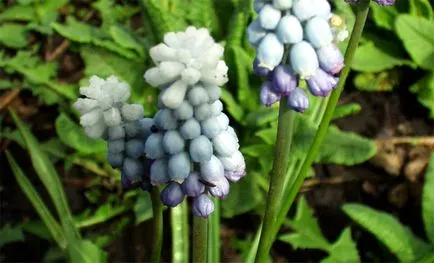 Muscari ültetés és gondozás, fotó muscari virágok, termesztés, szaporítás és tárolás