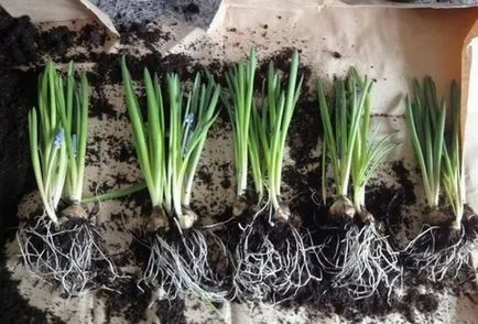 Muscari ültetés és gondozás, fotó muscari virágok, termesztés, szaporítás és tárolás