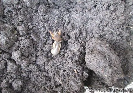 Mit és hogyan kell elkapni harcsa a parttól - házi halászati kezével (mit és hogyan kell fogni harcsa a parttól) Mit és hogyan kell elkapni harcsa a parttól - házi halászati kezük