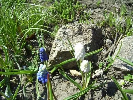 Muscari - termesztés, gondozás, a fajok és fajták