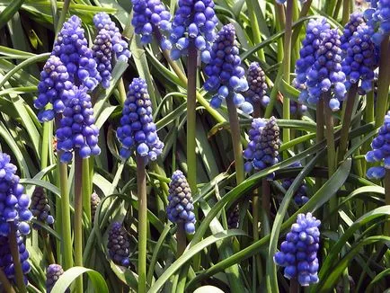 Muscari - ültetés és gondozás, termesztés és fajták