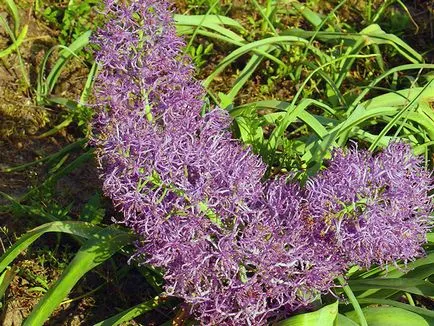 Muscari - ültetés és gondozás, termesztés és fajták