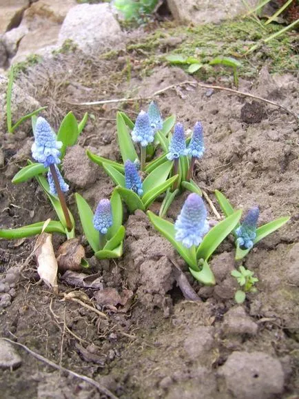 Muscari - termesztés, gondozás, a fajok és fajták