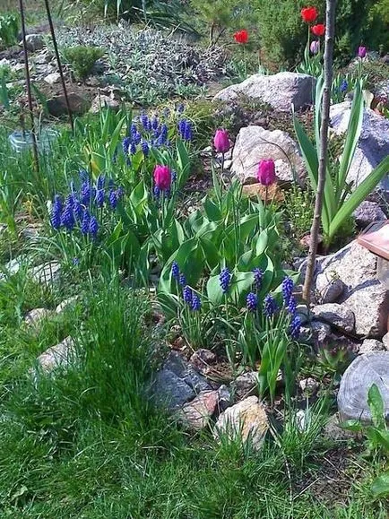 Muscari - termesztés, gondozás, a fajok és fajták