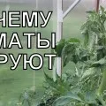 Paradicsom fekete szúnyog, hogy mit és hogyan kell harcolni (szúnyogok) Paradicsom fekete szúnyog, hogy mit és hogyan kell kezelni