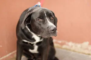a séta