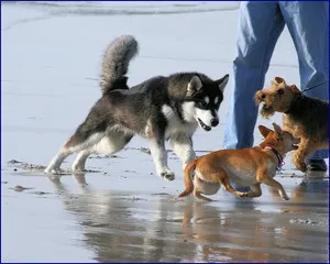a séta