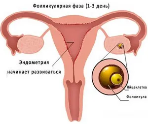 Mely napon a ciklus a nők és a megnövekedett follikuláris fázis progeszteron