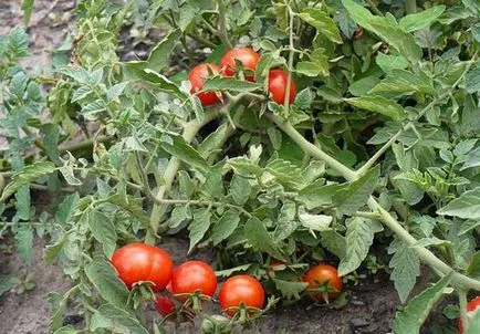 Folk jogorvoslati burgonyavész paradicsom, mint a folyamatok paradicsom, hogyan kell a kábítószer elleni harc (ügynökök) Folk jogorvoslati burgonyavész paradicsom, mint a folyamatok paradicsom, hogyan kell harcolni a kábítószer elleni