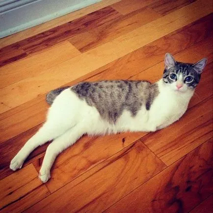 Szokatlan Cat - Star Instagram - humor fm - vezetője humor (menedék) Szokatlan Cat - Star Instagram - humor fm - vezetője humor