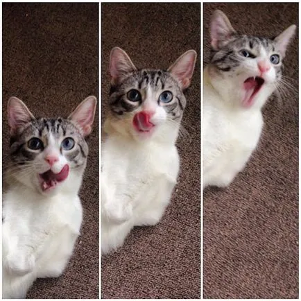 Szokatlan Cat - Star Instagram - humor fm - vezetője humor (a tulajdonos) Szokatlan Cat - Star Instagram - humor fm - vezetője humor