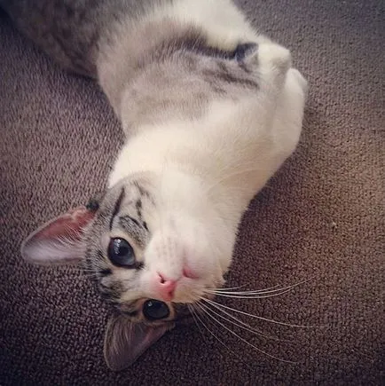 Szokatlan Cat - Star Instagram - humor fm - vezetője humor (ő befogadta állatok) Szokatlan Cat - Star Instagram - humor fm - vezetője humor