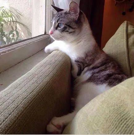 Szokatlan Cat - Star Instagram - humor fm - vezetője humor (Instagram) Szokatlan Cat - Star Instagram - humor fm - vezetője humor