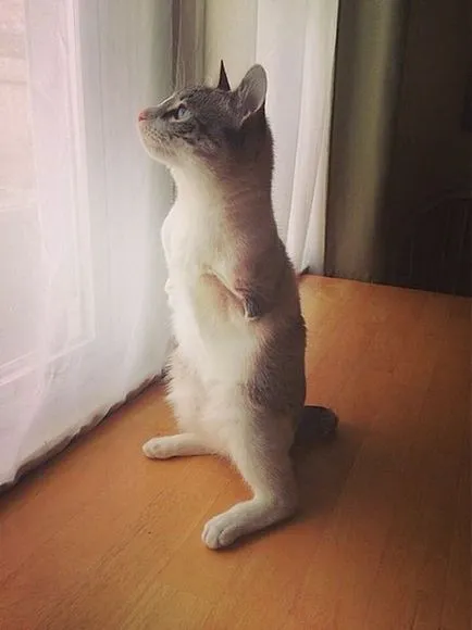 Szokatlan Cat - Star Instagram - humor fm - vezetője humor (Instagram) Szokatlan Cat - Star Instagram - humor fm - vezetője humor