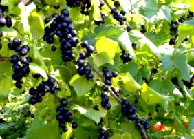 aronia