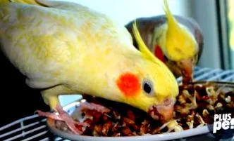 нахрани