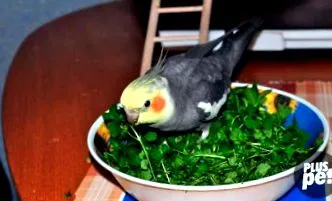 домашен