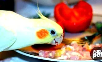 цртеж
