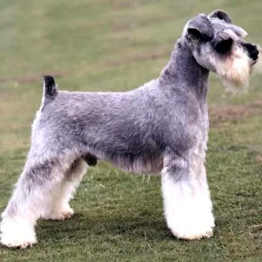 Törpe schnauzer