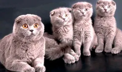 шкотски