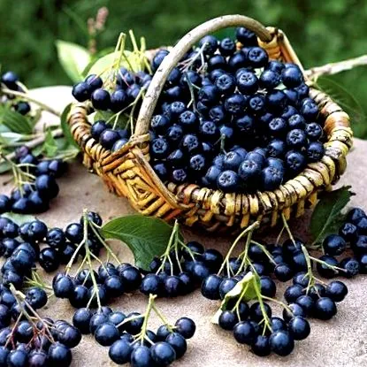 aronia