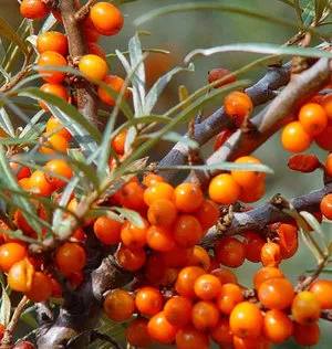 Buckthorn ültetés és gondozása növények a kertben (a kertben) Buckthorn ültetés és gondozása növények a kertben