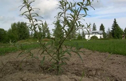 Buckthorn ültetés és gondozása növények a kertben (homoktövis ültetés ősszel) Buckthorn ültetés és gondozása növények a kertben