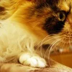 Mit macskák, szórakoztató és informatív blog a ház a felkelő nap (cat) Mit macskák, szórakoztató és informatív blog a ház a felkelő nap