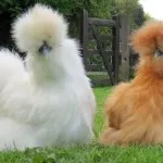 Áttekintés törpe csirkék féle díszítő kövek, jellemzői, fotók és videó