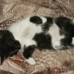 Mit macskák, szórakoztató és informatív blog a ház a felkelő nap (cat) Mit macskák, szórakoztató és informatív blog a ház a felkelő nap