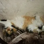 Mit macskák, szórakoztató és informatív blog a ház a felkelő nap (cat) Mit macskák, szórakoztató és informatív blog a ház a felkelő nap