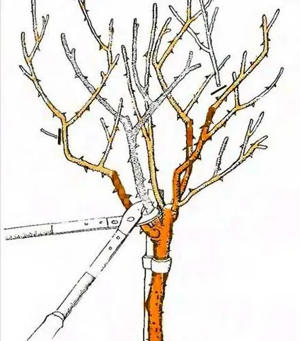 metszés rózsák