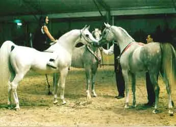 Mintegy lovak