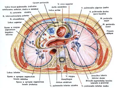Szívburok - orvostudomány