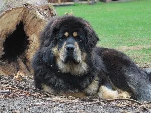 Leírása a természet a Tibeti masztiff
