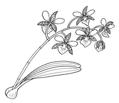 orchideák szövet