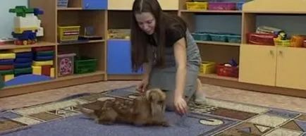 kutyafajta leírása Gryphon tulajdonosok vélemények és fotók