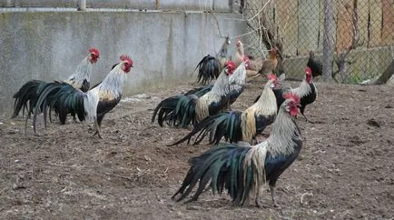 Leírás fajta csirkék phoenix c és fotó jellemzői (kifejlett egyén) Leírás fajta csirkék phoenix c kép és jellemzők