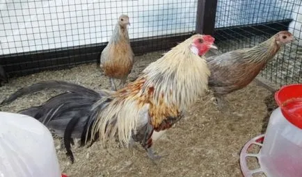 Leírás fajta csirkék főnix gyönyörű fotót róla tipikus képviselői