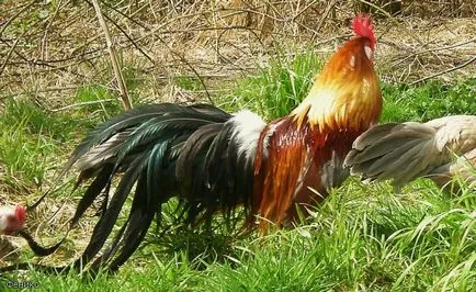 Leírás fajta csirkék phoenix c kép és jellemzők (csirke fajta) Leírás fajta csirkék phoenix c kép és jellemzők