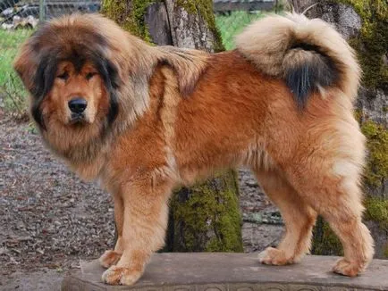 Leírása a természet a Tibeti masztiff