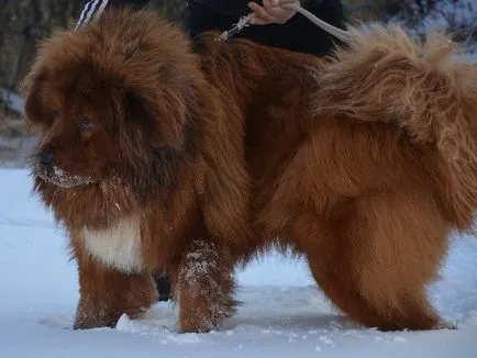 Leírása a természet a Tibeti masztiff