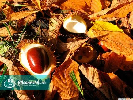 Nuts Chestnut előnyei és hátrányai a finomságok (dió) Nuts Chestnut előnyei és hátrányai a nyalánkság