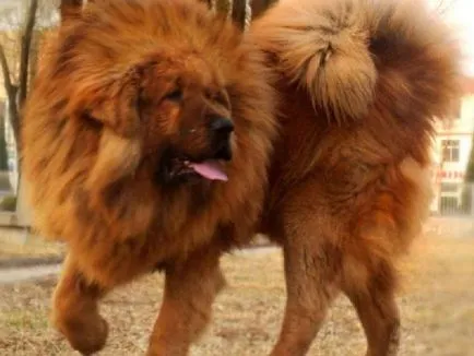 Leírása a természet a Tibeti masztiff