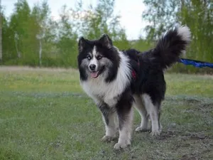 A főbb jellemzői a fajta Husky (alap) A főbb jellemzői a fajta Husky