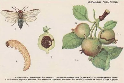 A fő kártevők almafák, hogyan kell védeni almafák rovarok, piszkos