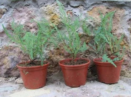 Jellemzői termesztése Tamarix (tamariska) a terület (csermelyciprus kerttervezés) Jellemzői termesztése Tamarix (tamariska) a helyszínen