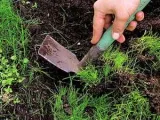 Növényi fokhagyma - ültetés és ápolás a nyílt terepen, fokhagyma fotó, termesztés fokhagyma magról; tisztítás (etetés) Növényi fokhagyma - ültetés és ápolás a nyílt terepen, fokhagyma fotó, termesztés fokhagyma magról; takarítás