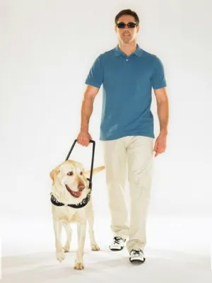 Különbségek között Labrador retriever és Labrador
