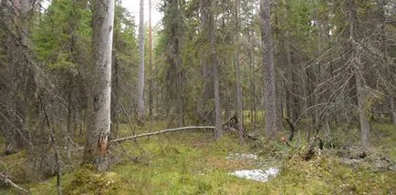 Vadászat a fa nyírfajd egy lek - Titkok a vadászat megközelítés
